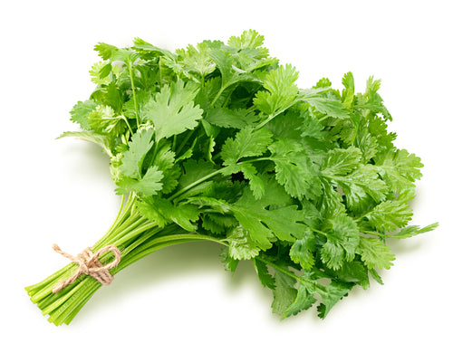 Cilantro, (Colliander) BUNCH