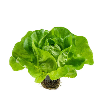 Lettuce, Boston EACH