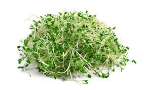 Sprouts, Alfalfa 4oz
