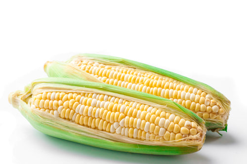 Corn, Bi Color