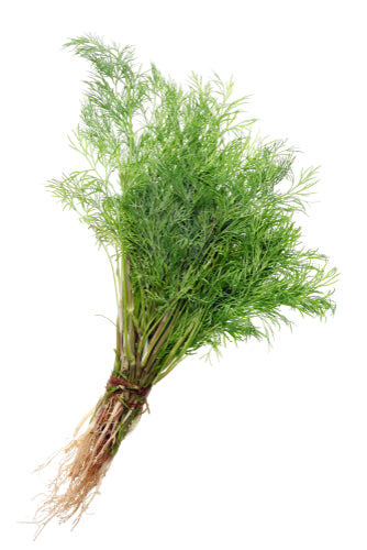 Herb, Dill Bunch