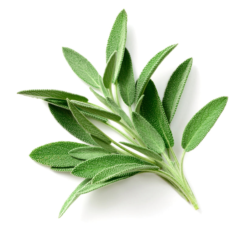 Herb, Sage Bunch
