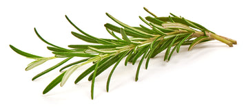 Herb, Rosemary Bunch